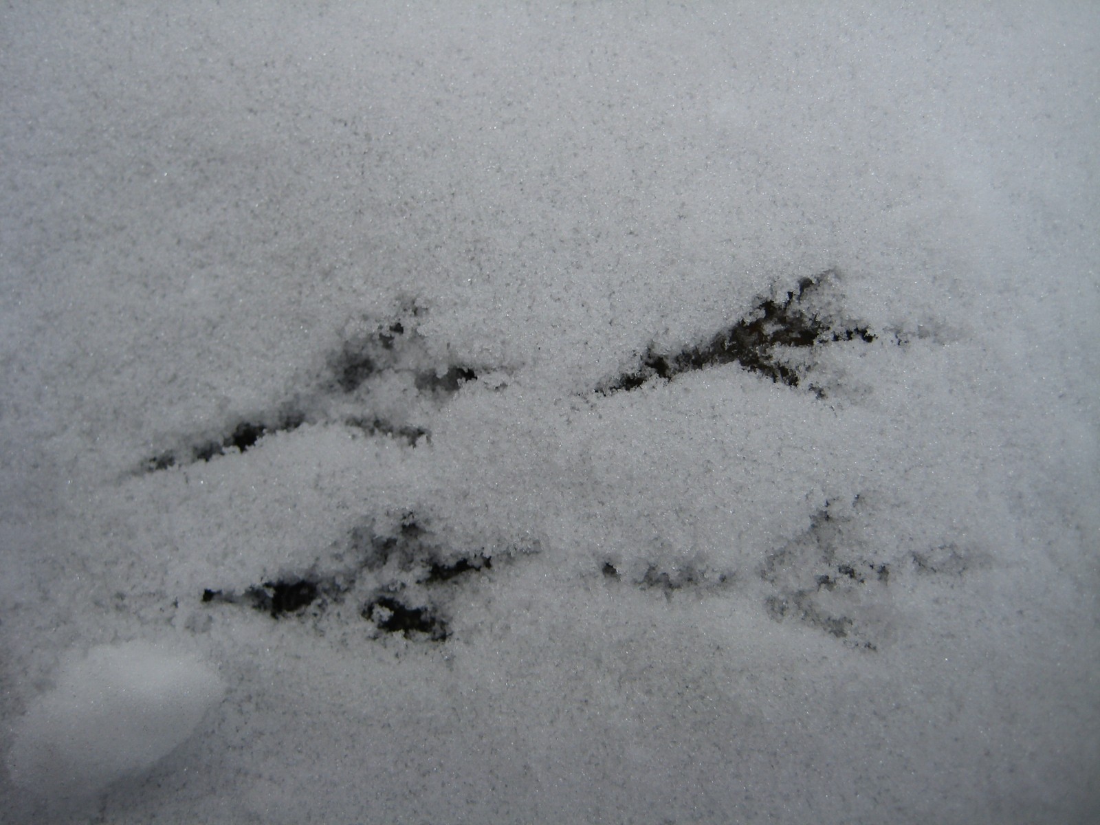 Tierspuren im Winter