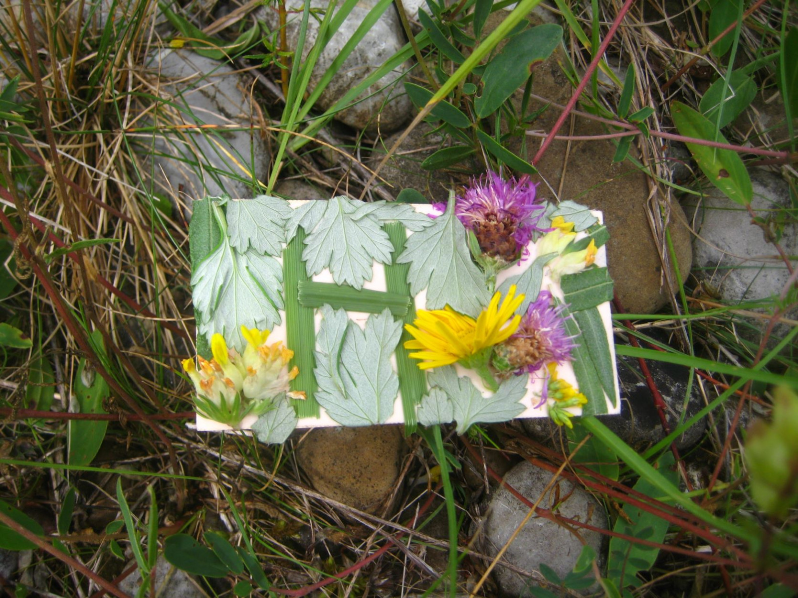 Wiesenvisitenkarte