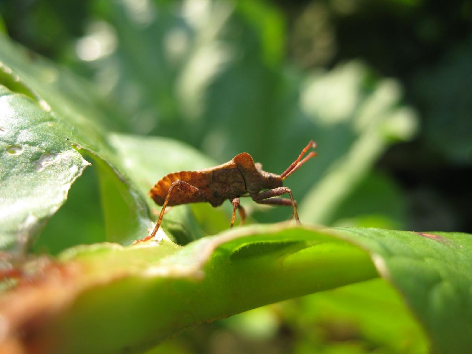 Blattwanze