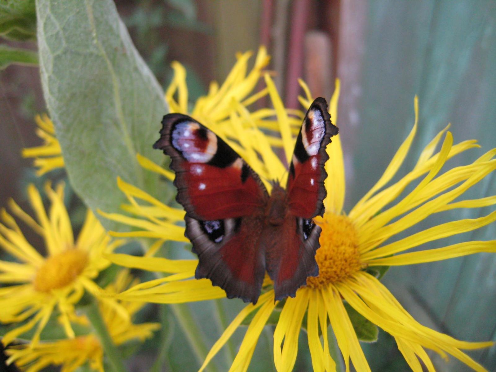 Tagpfauenauge auf Alantblüte