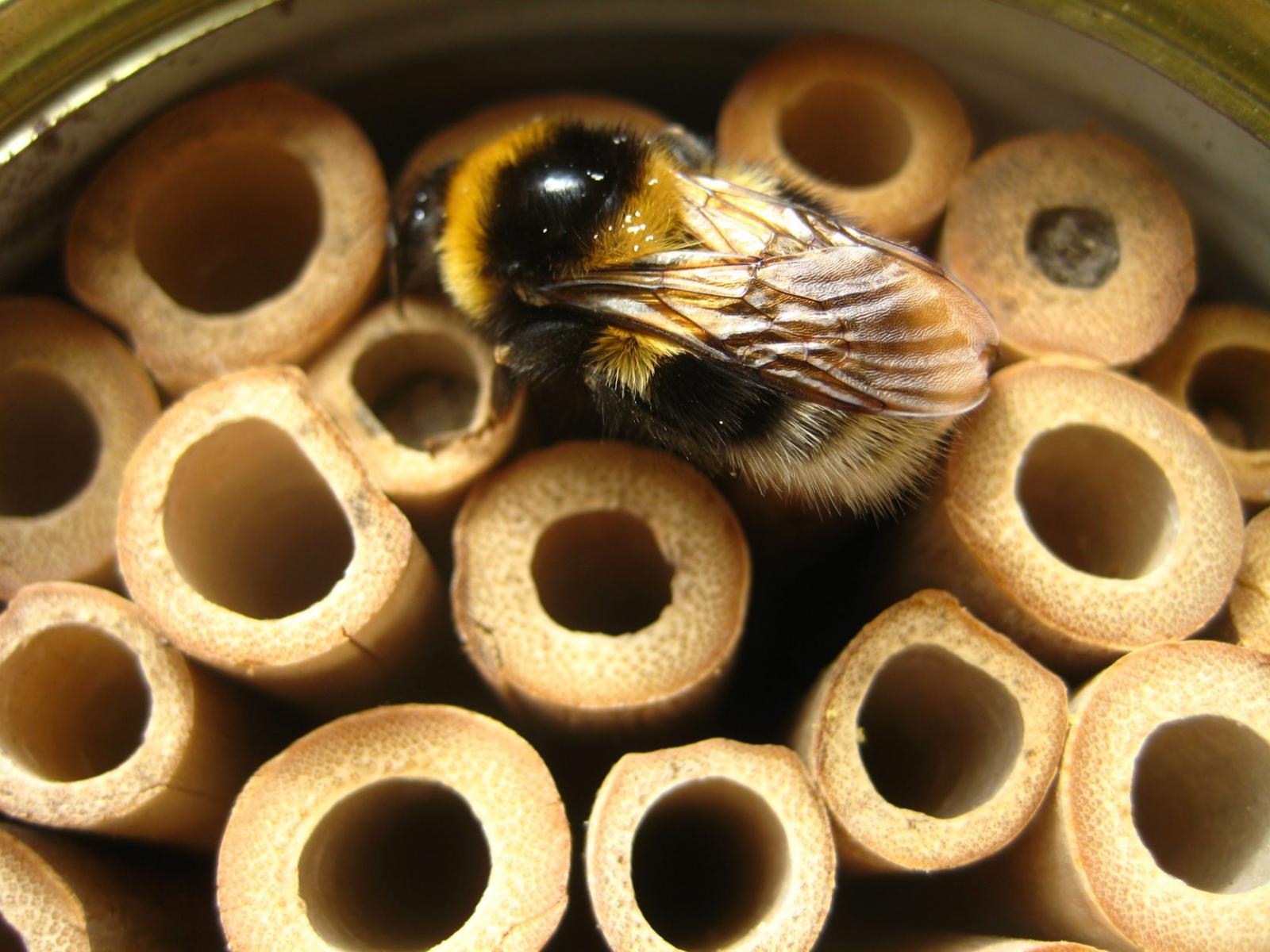 Insektenhotel in der Dose
