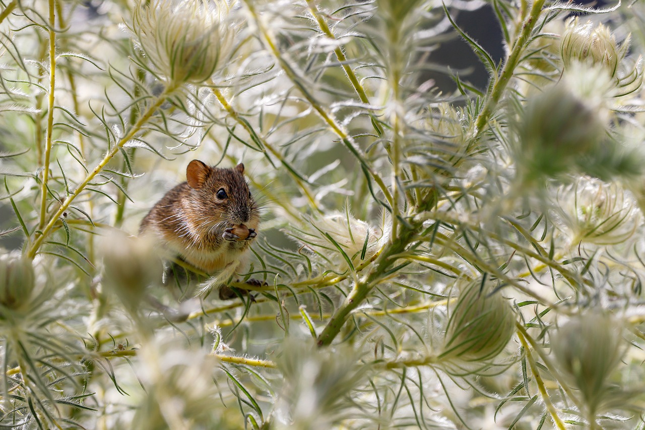 Maus im Winter