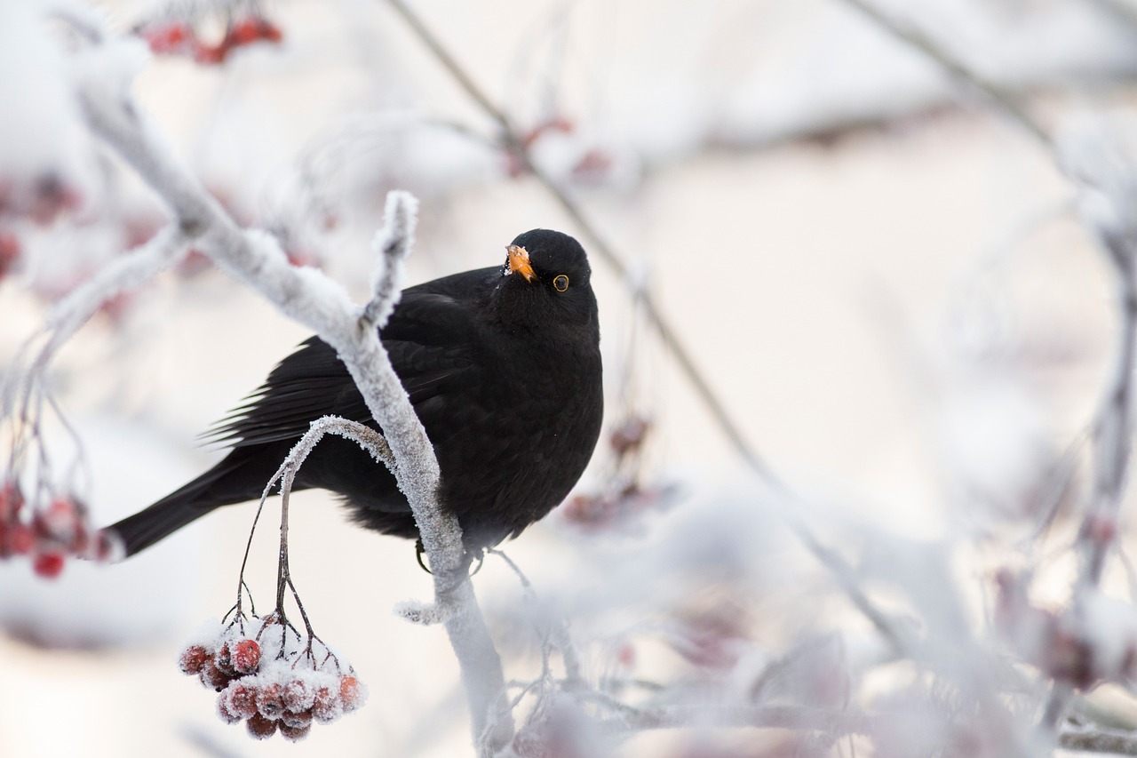 Amsel im Schnee