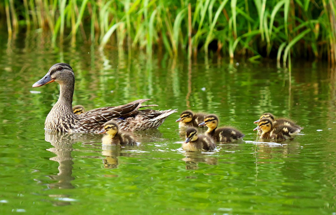 Entenfamilie