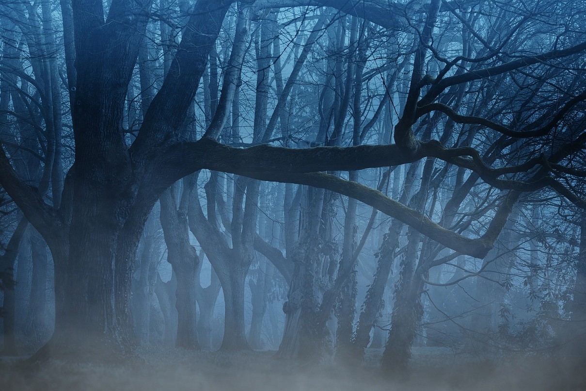 Wald bei Nacht