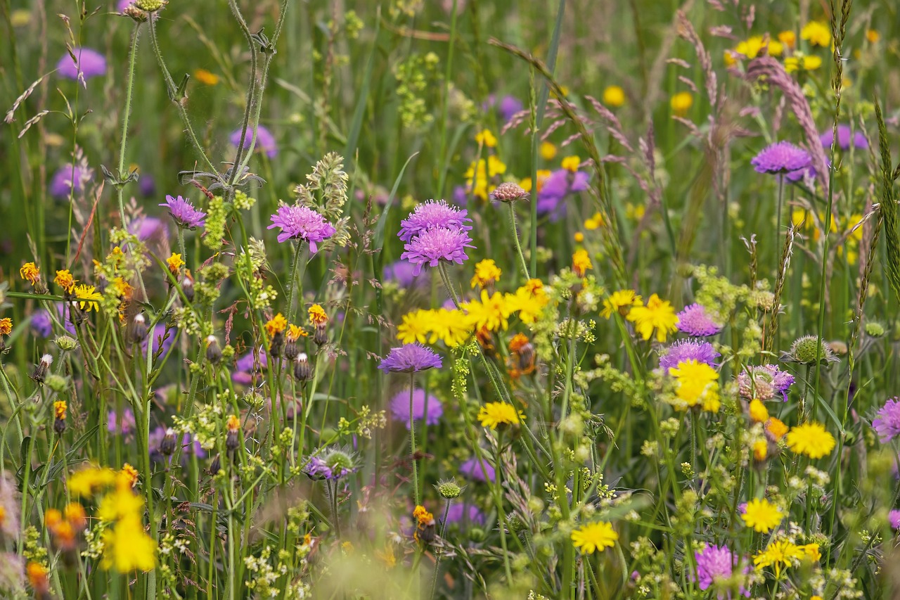 Blumenwiese