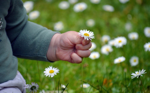Kind mit Gänseblümchen