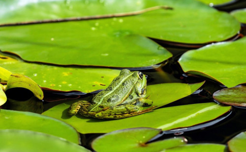 Frosch im Teich